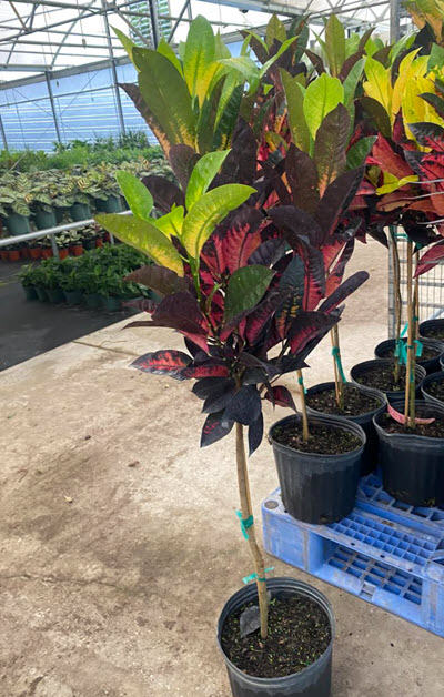 Stand Croton